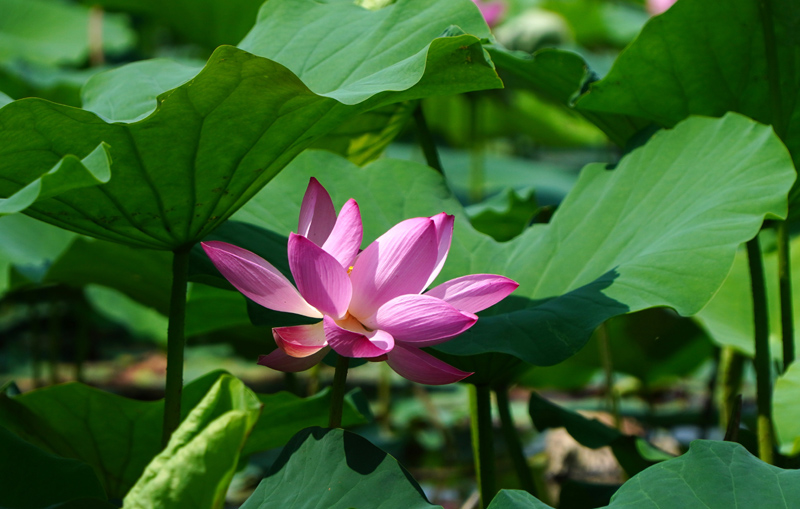 济南大明湖：夏日荷花始盛开