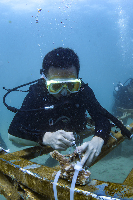 海南陵水：海底“造林”护蔚蓝