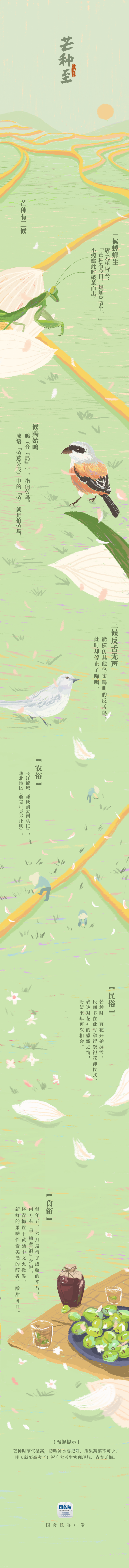 今日芒种