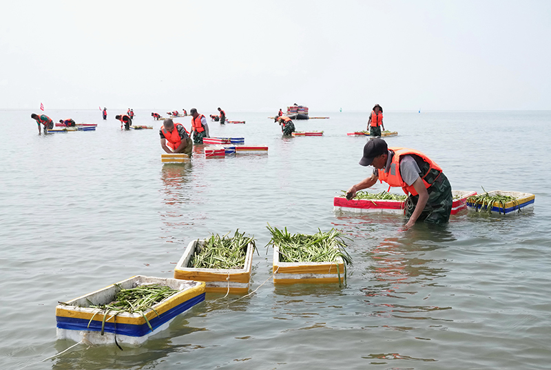 河北唐山：投礁种草修复渤海生态"海底沙漠"现"绿洲"