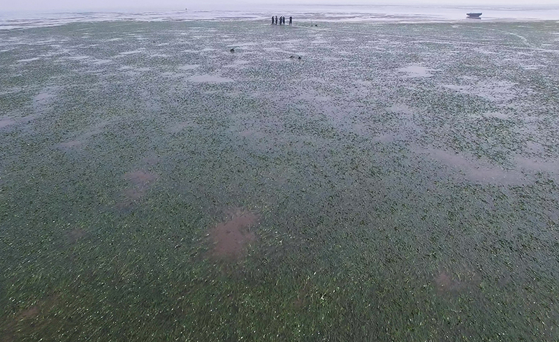 河北唐山：投礁种草修复渤海生态"海底沙漠"现"绿洲"
