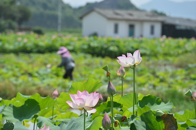 广西鹿寨：农田升级助增收