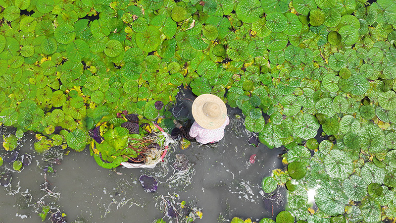 江苏洪泽：移栽芡实 助农增收