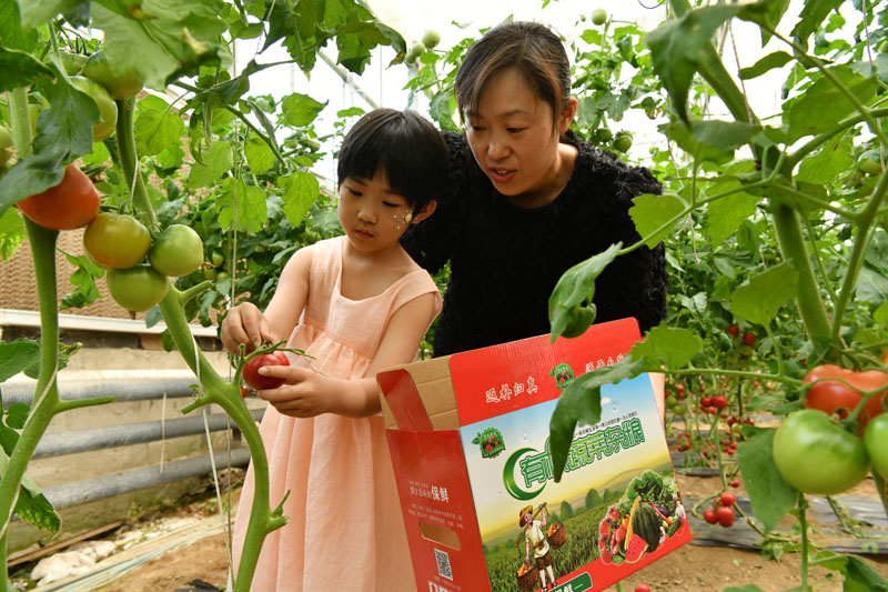 河北献县：高效设施农业助农增收