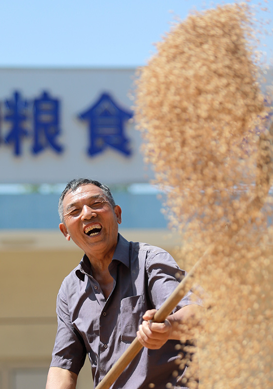 小麦收获 颗粒归仓
