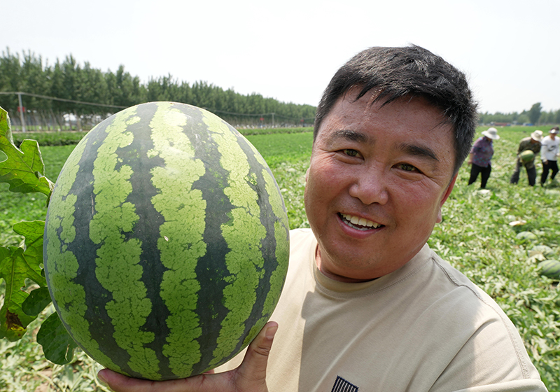 河北滦南：西瓜采摘忙