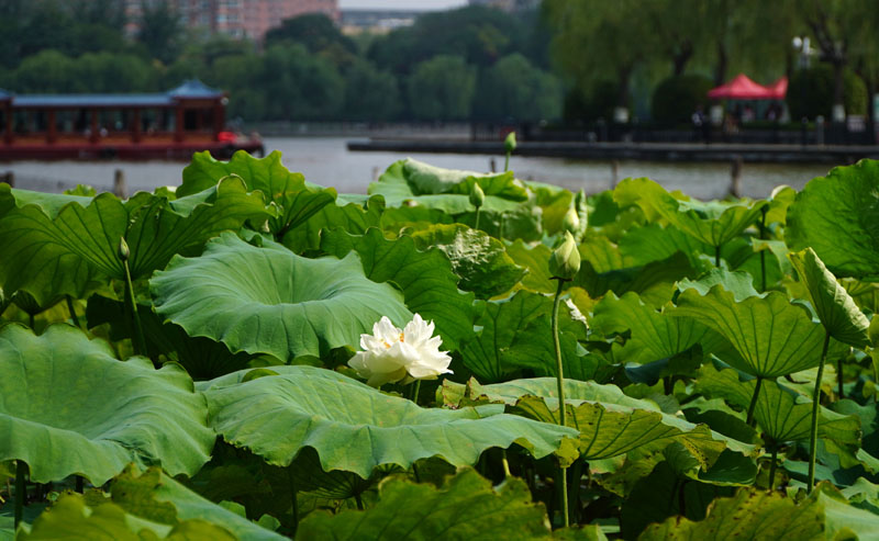 济南大明湖：夏日荷花始盛开