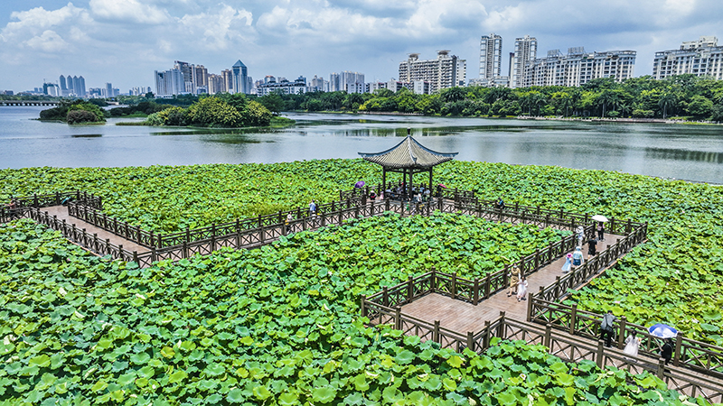 广西南宁：夏日荷韵浓