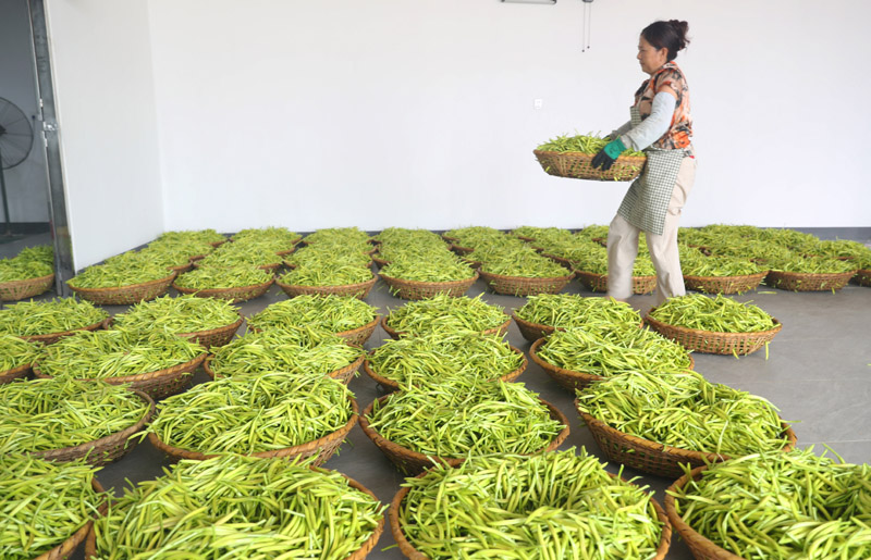 湖南衡阳：黄花菜飘香农家忙
