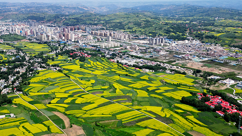 甘肃积石山:大地“镶金”扮靓和美乡村