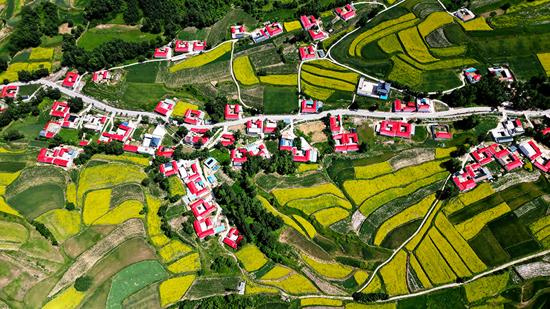 甘肃积石山:大地“镶金”扮靓和美乡村