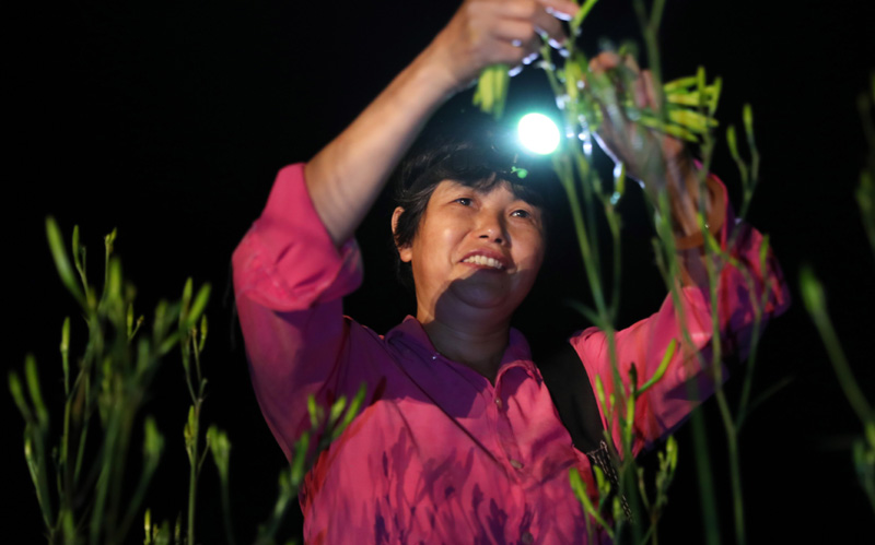 湖南衡阳：黄花菜飘香农家忙