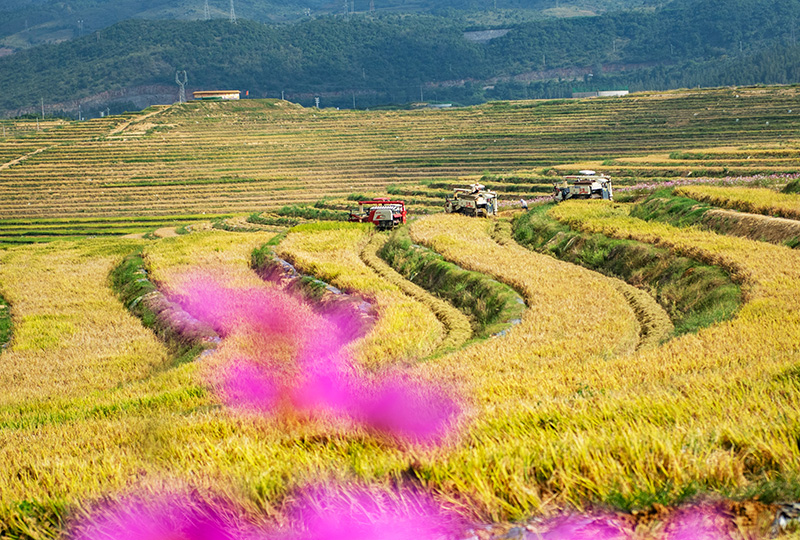 寒露前的田野