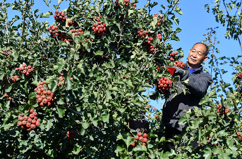 河北晋州：小山楂映红丰收路