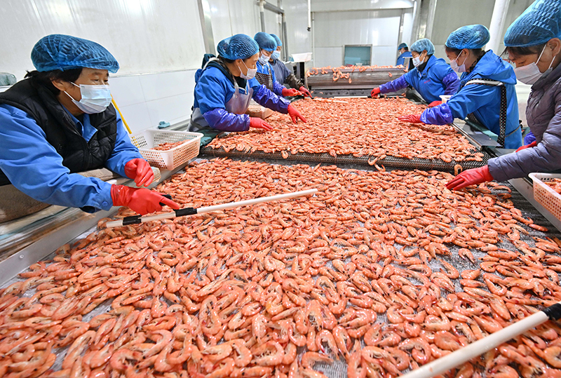 河北曹妃甸：“盐田虾”收获加工忙