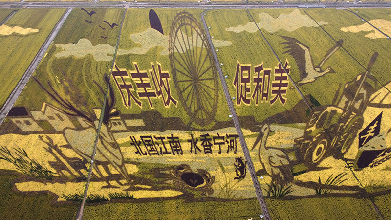 多彩稻田画