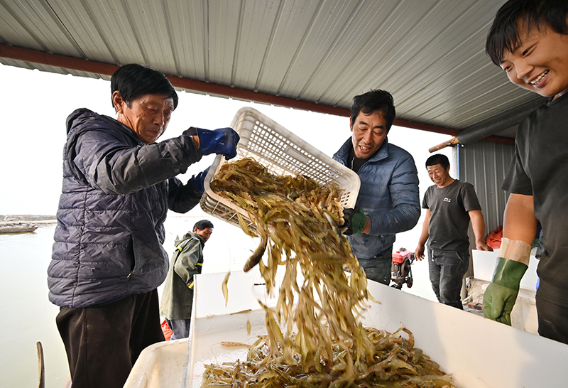 河北曹妃甸：“盐田虾”收获加工忙