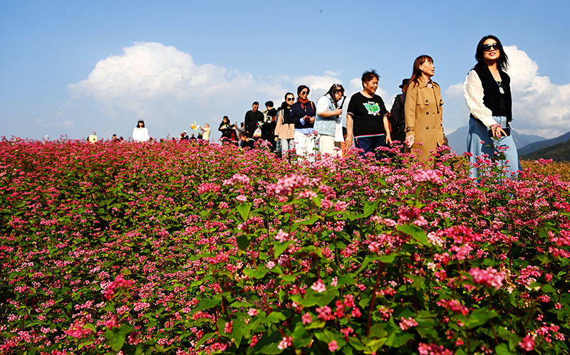 陕西蓝田：荞麦岭上花如潮