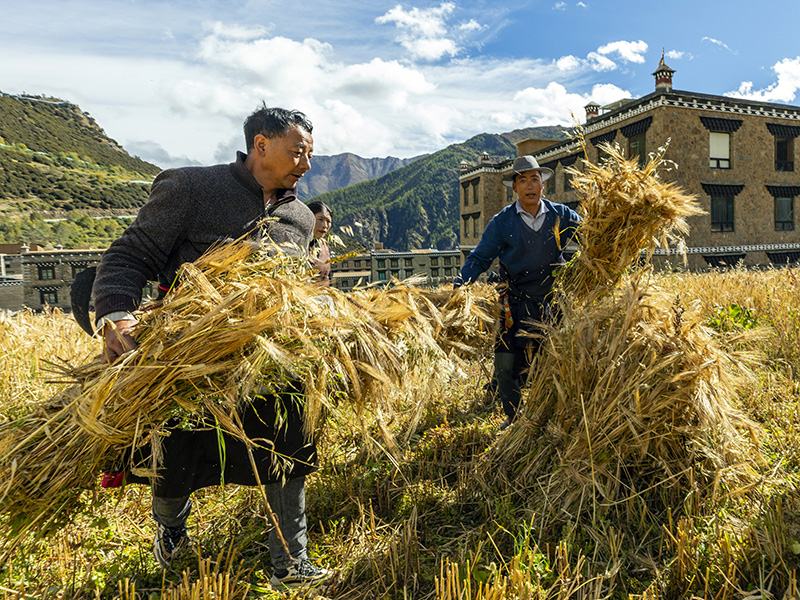 四川亚丁：高原山村青稞喜丰收