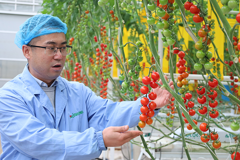 甘肃平凉：串收番茄收获忙