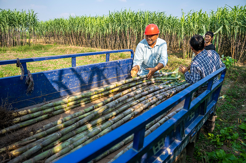 湖南南县：甘蔗收获助农增收