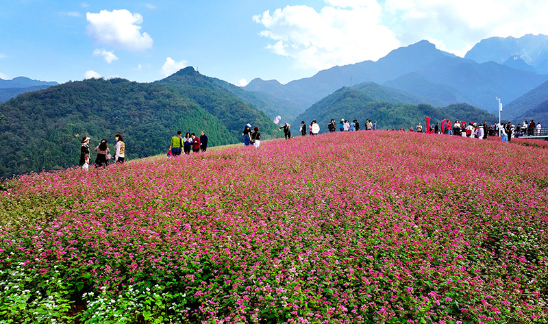 陕西蓝田：荞麦岭上花如潮