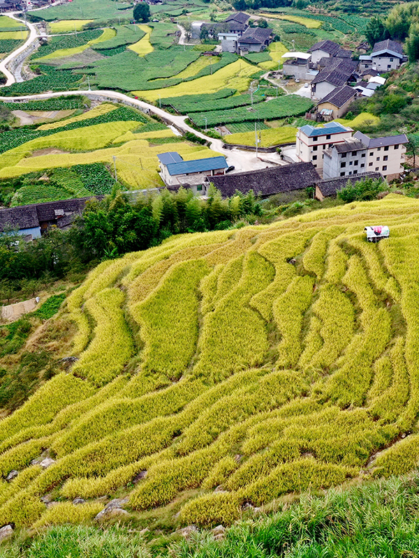 福建永泰：稻香满园 丰收如画