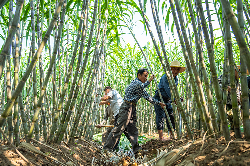 湖南南县：甘蔗收获助农增收