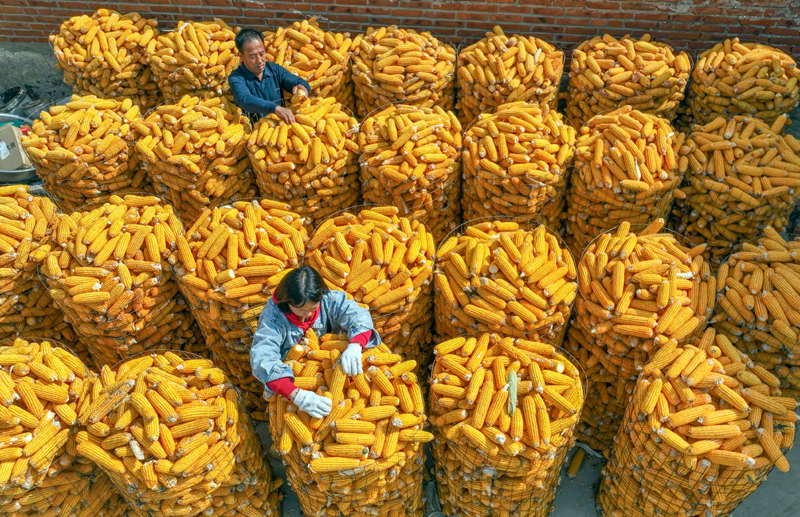 丰收“金满仓”