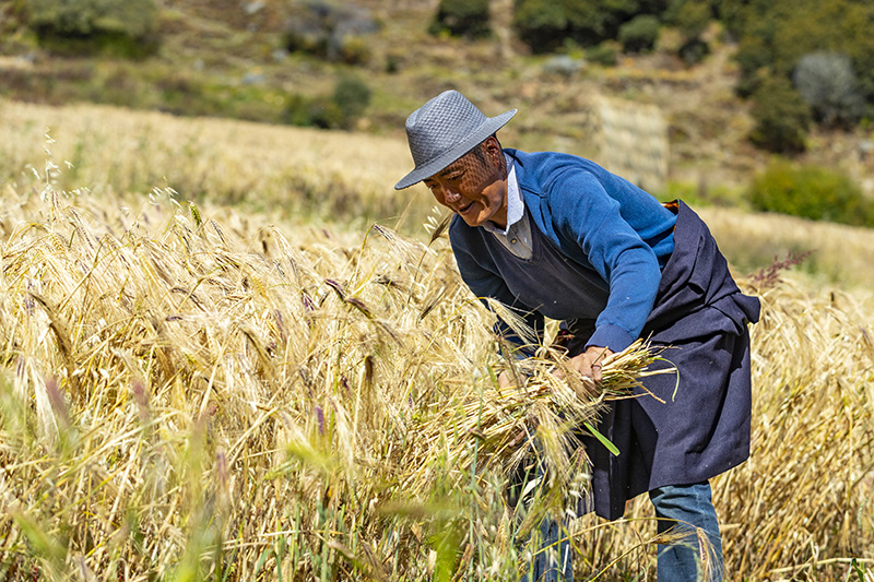 四川亚丁：高原山村青稞喜丰收