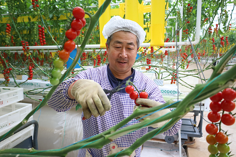 甘肃平凉：串收番茄收获忙