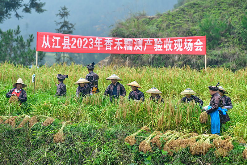 贵州从江：侗寨香禾糯喜获丰收