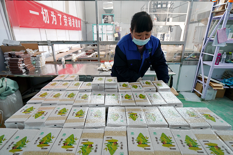 坝上藜麦熟 金秋收获忙