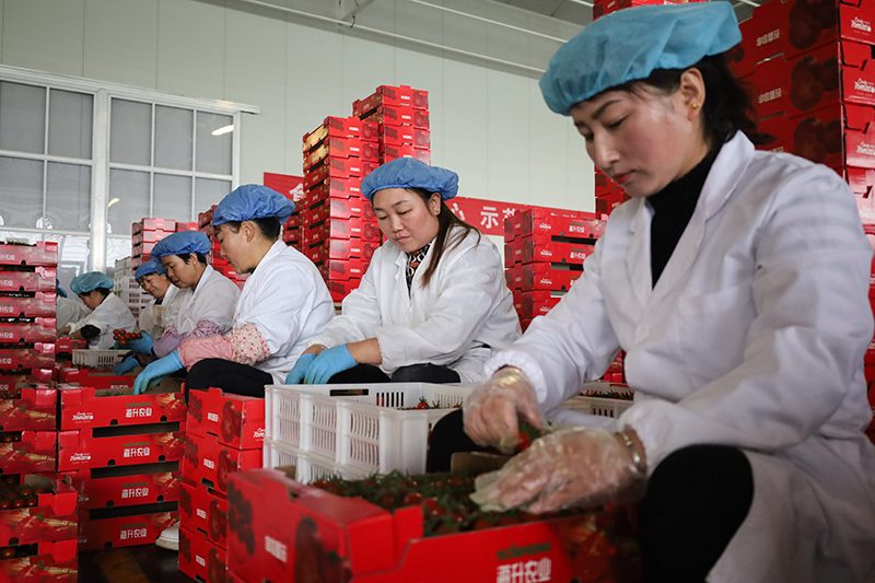 甘肃平凉：串收番茄收获忙