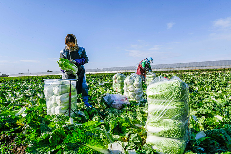 河北玉田：抢收白菜应对寒潮
