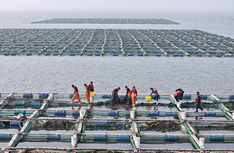 河北曹妃甸：海参秋捕忙