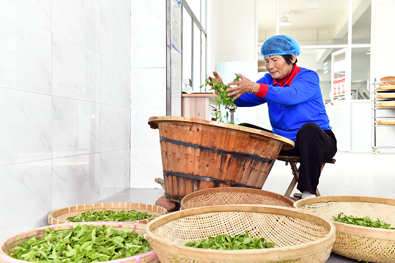 山东五莲：茶薯产业助推乡村振兴