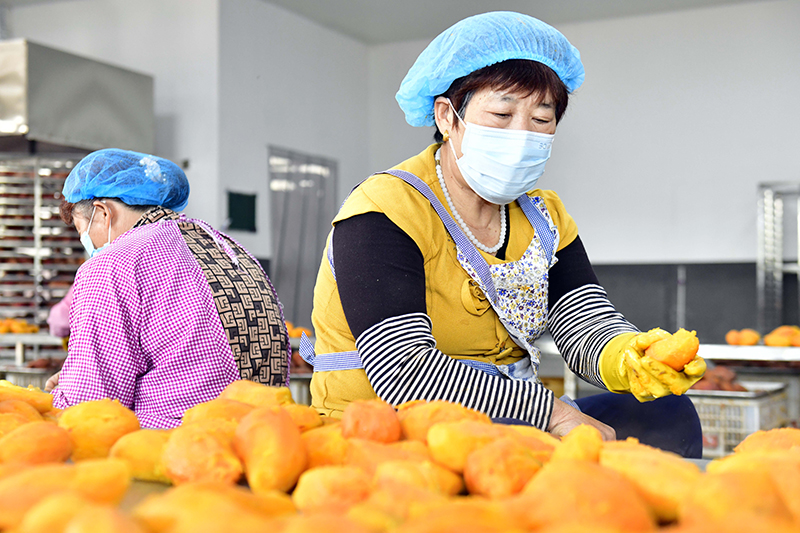 山东五莲：茶薯产业助推乡村振兴