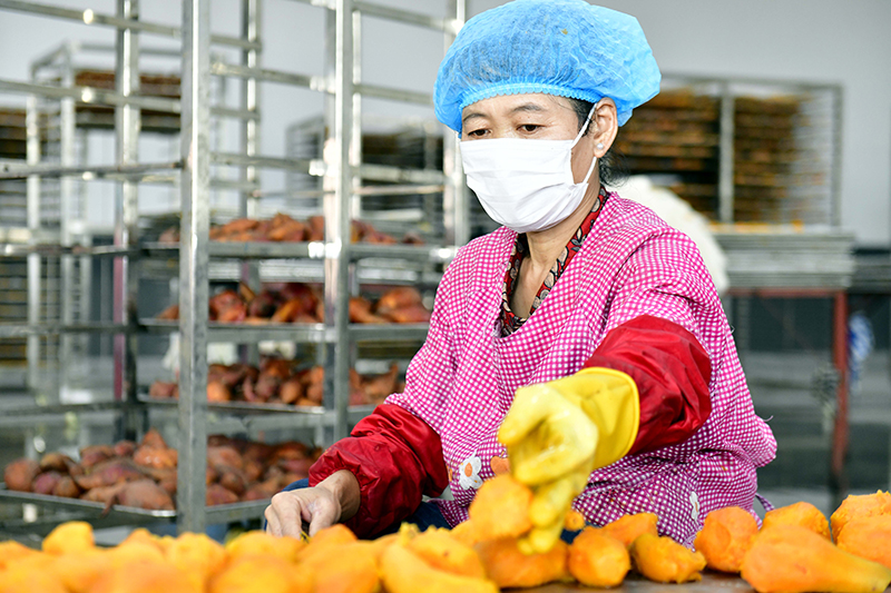 山东五莲：茶薯产业助推乡村振兴