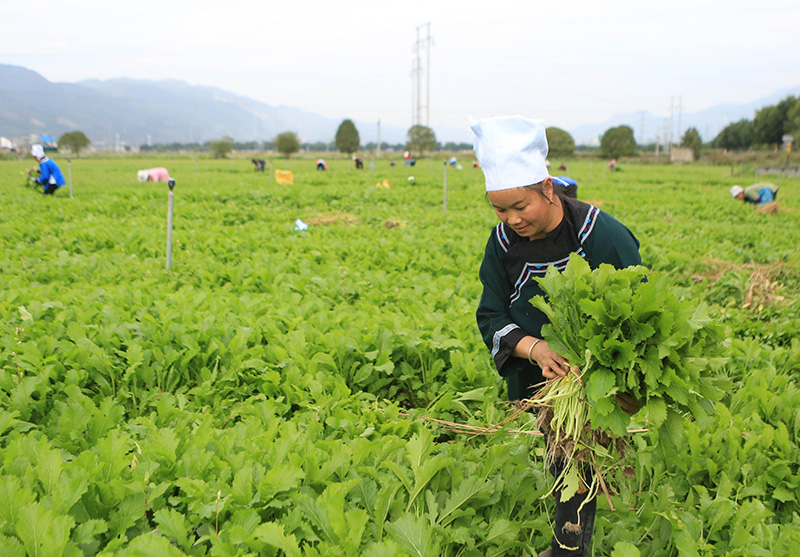 贵州榕江：打造大湾区“菜篮子”带动村民增收