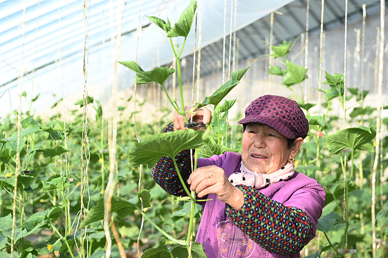 甘肃泾川：设施蔬菜冬季生产管理忙