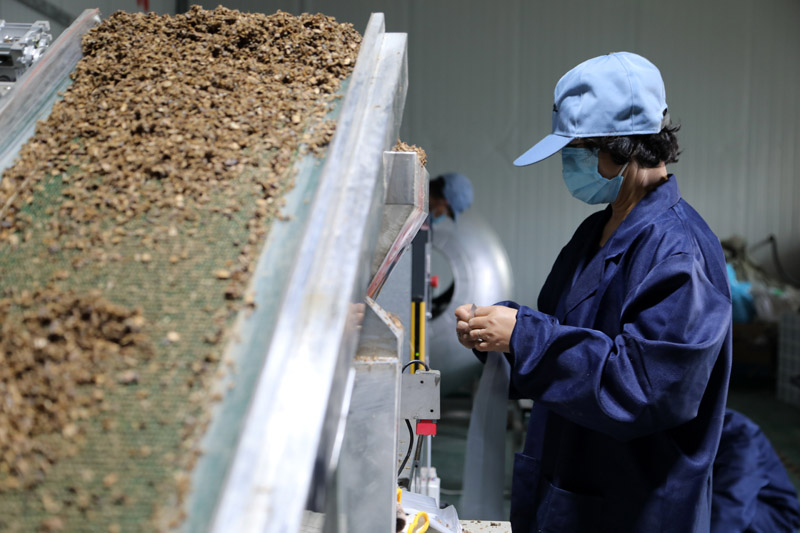 甘肃庆阳：食用菌产业为乡村振兴赋能