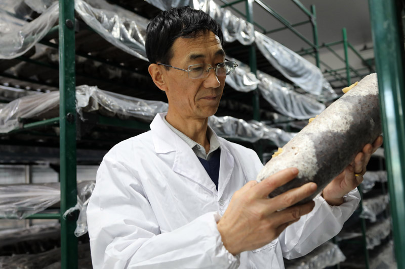 甘肃庆阳：食用菌产业为乡村振兴赋能