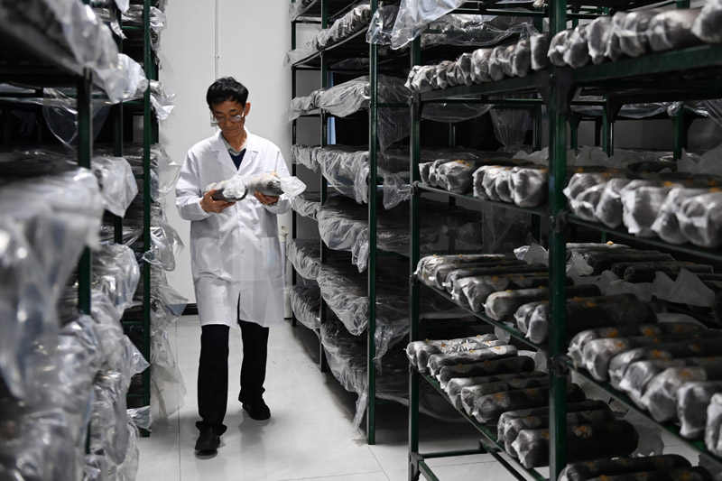 甘肃庆阳：食用菌产业为乡村振兴赋能