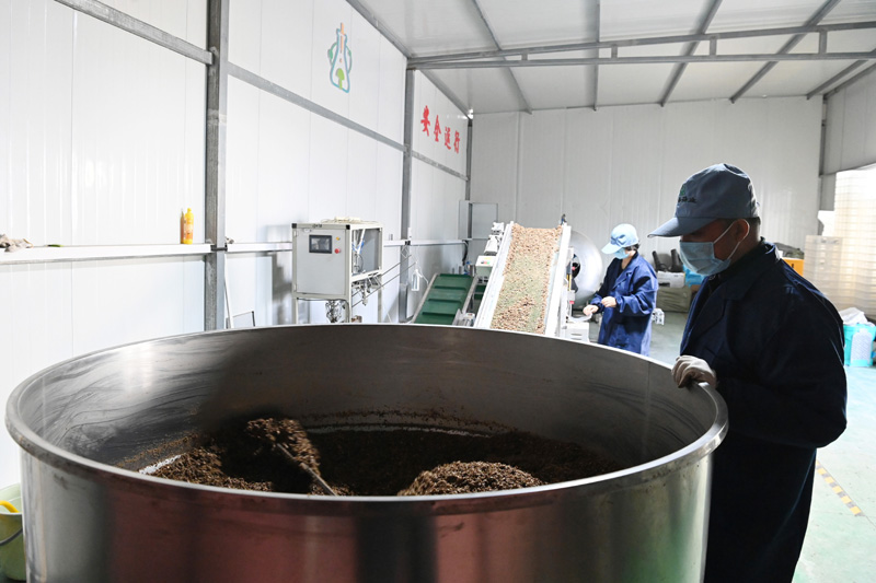 甘肃庆阳：食用菌产业为乡村振兴赋能