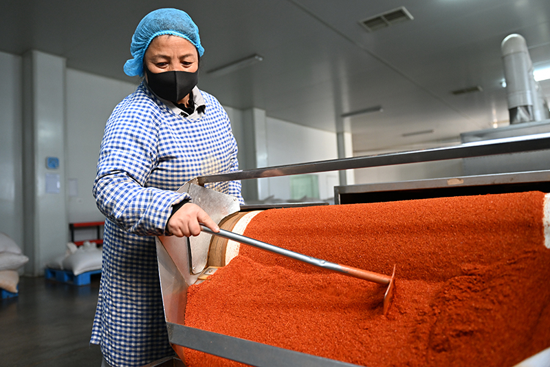 河北望都：发展辣椒产业 助力乡村振兴