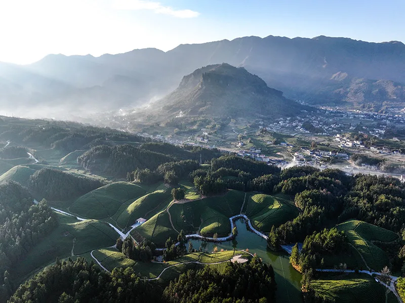 湖北鹤峰：乡村茶园振兴新画卷