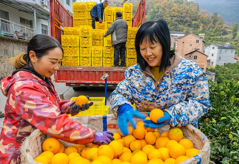 湖北秭归：冬季脐橙丰收上市
