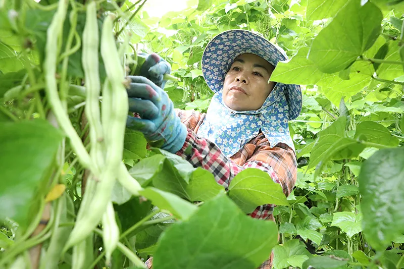 南菜北运生产忙 云南冬早果蔬供市场
