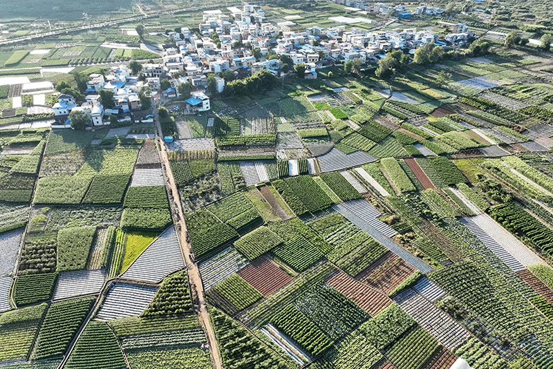 南菜北运生产忙 云南冬早果蔬供市场